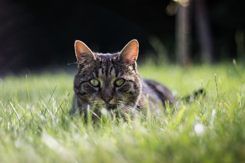 Quand le regard du félin captive l’œil du photographe.