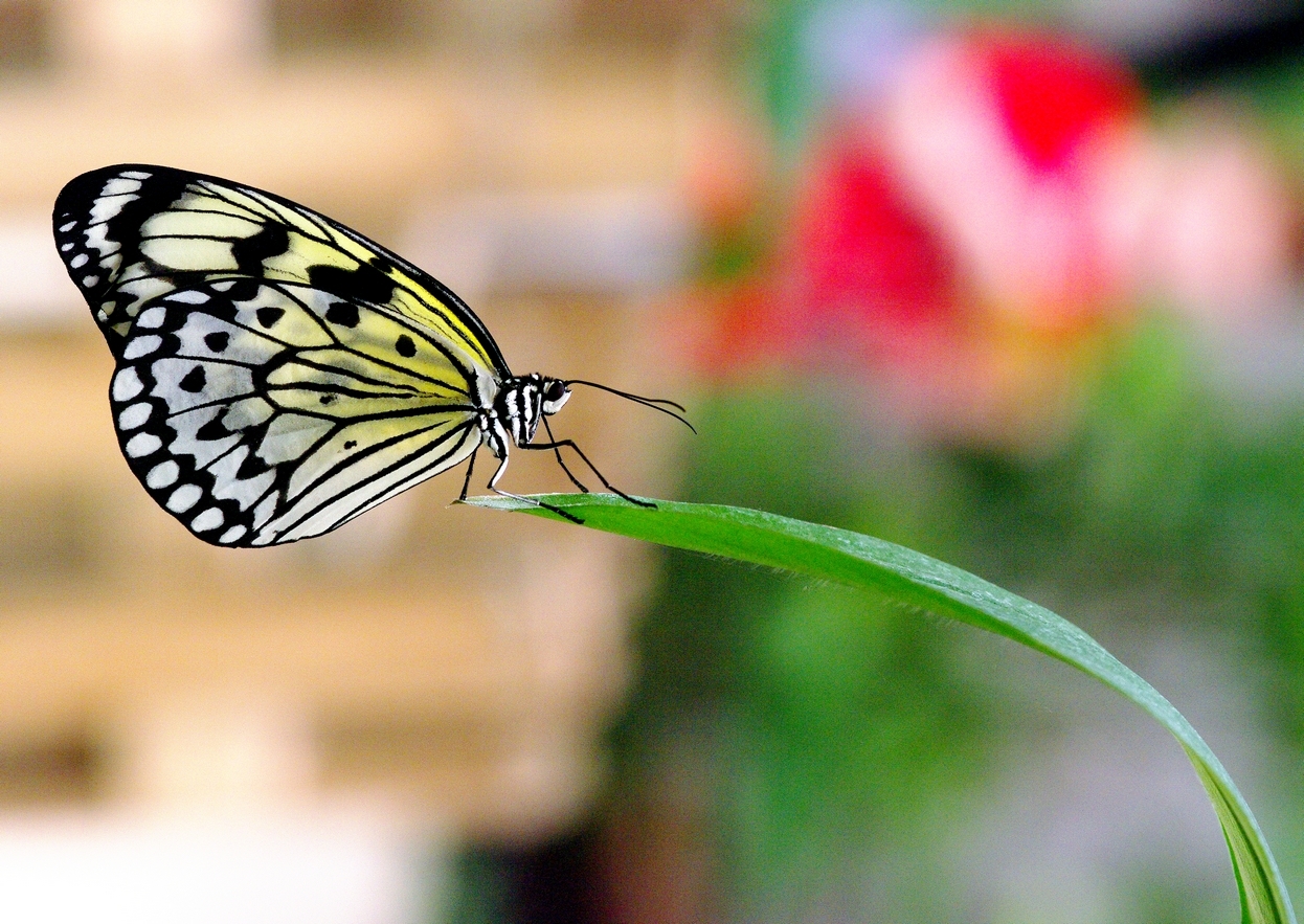 Equilibre du papillon