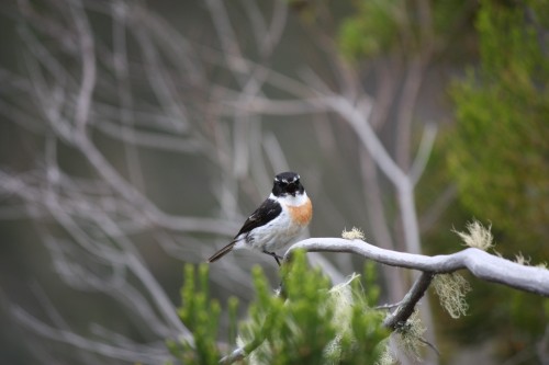 Oiseau Réunion