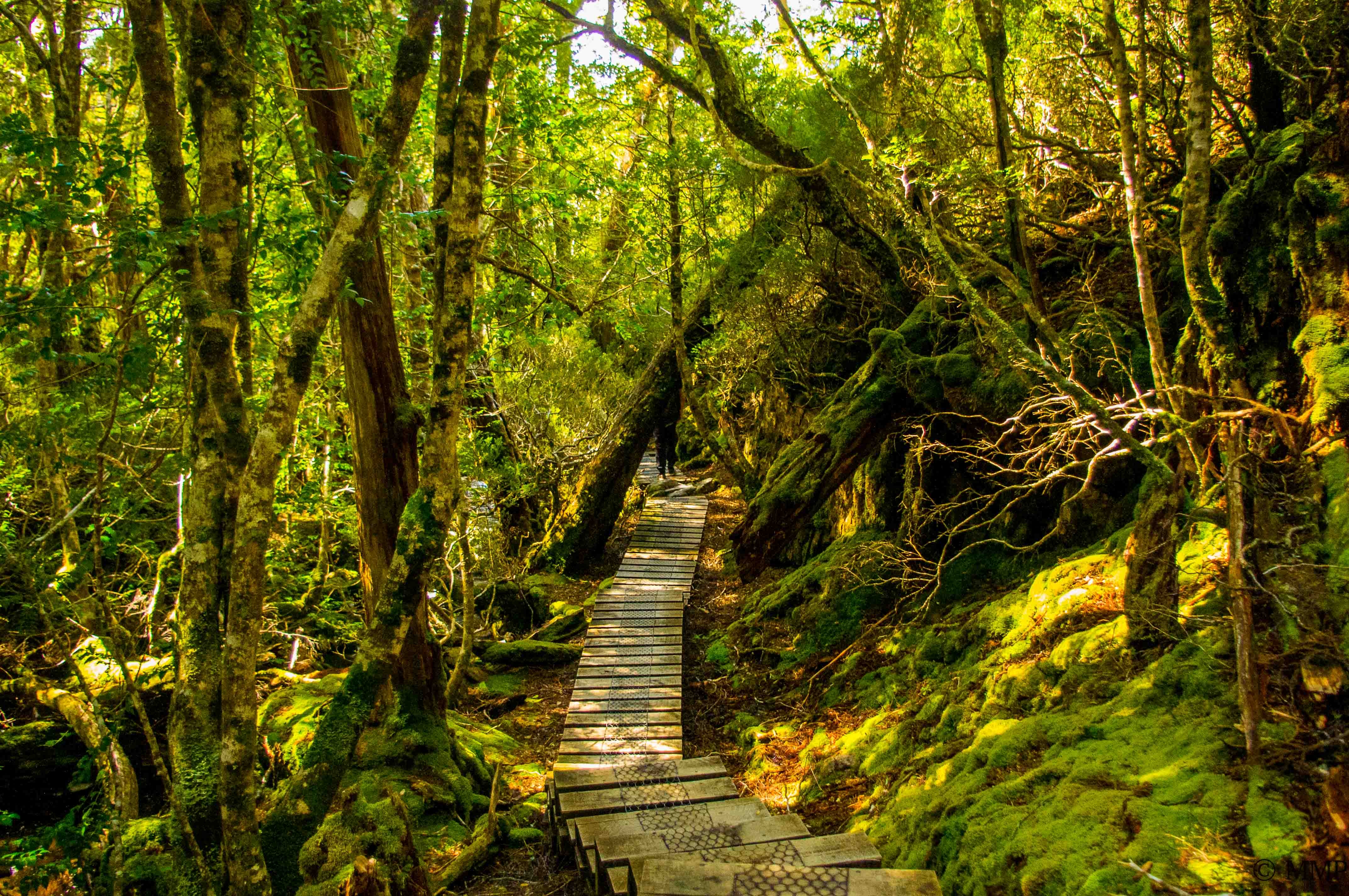 Path, Cradle Mountain NP, Australia