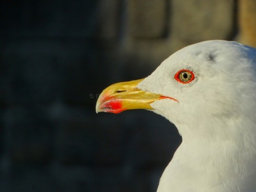 Mouette