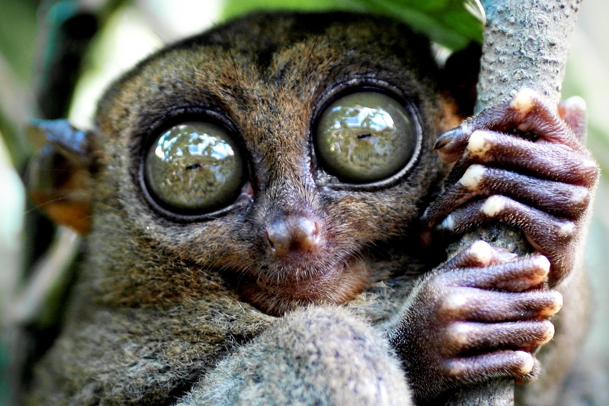 Mon ami le tarsier