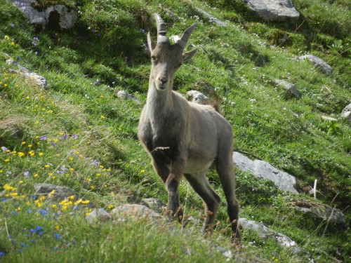 Bouquetin curieux