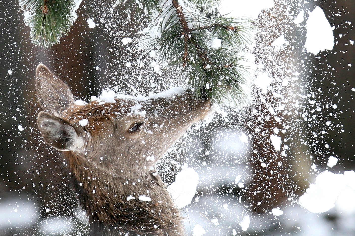 chute de neige