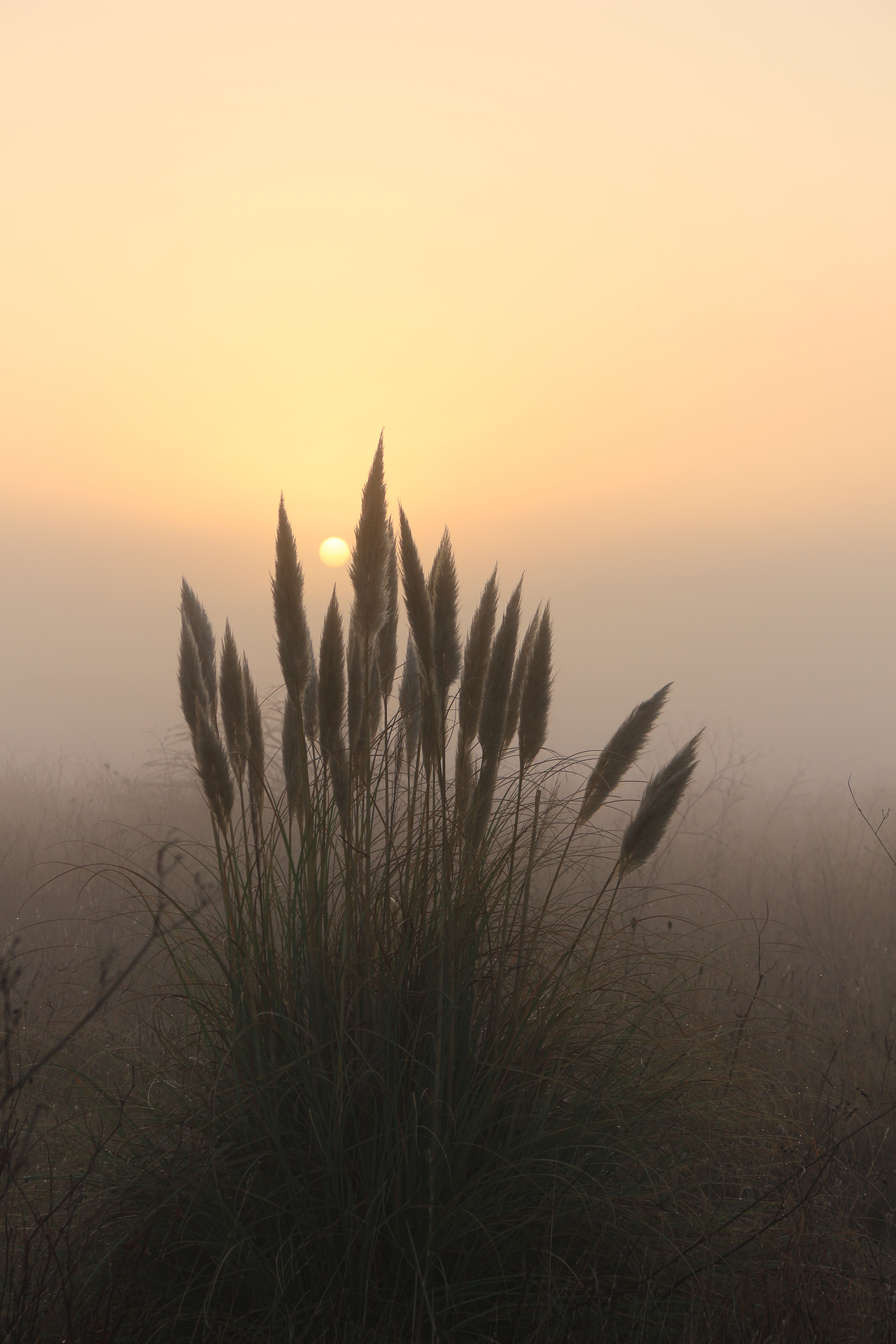 Herbes dans la brume