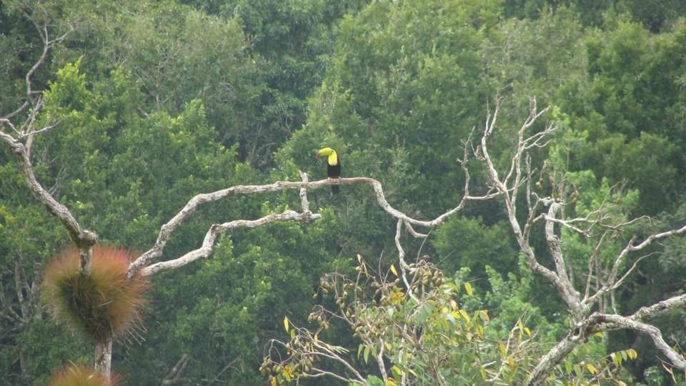 Toucan vu depuis le sommet du Tikal