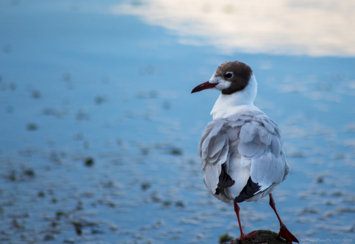 Mouette rieuse