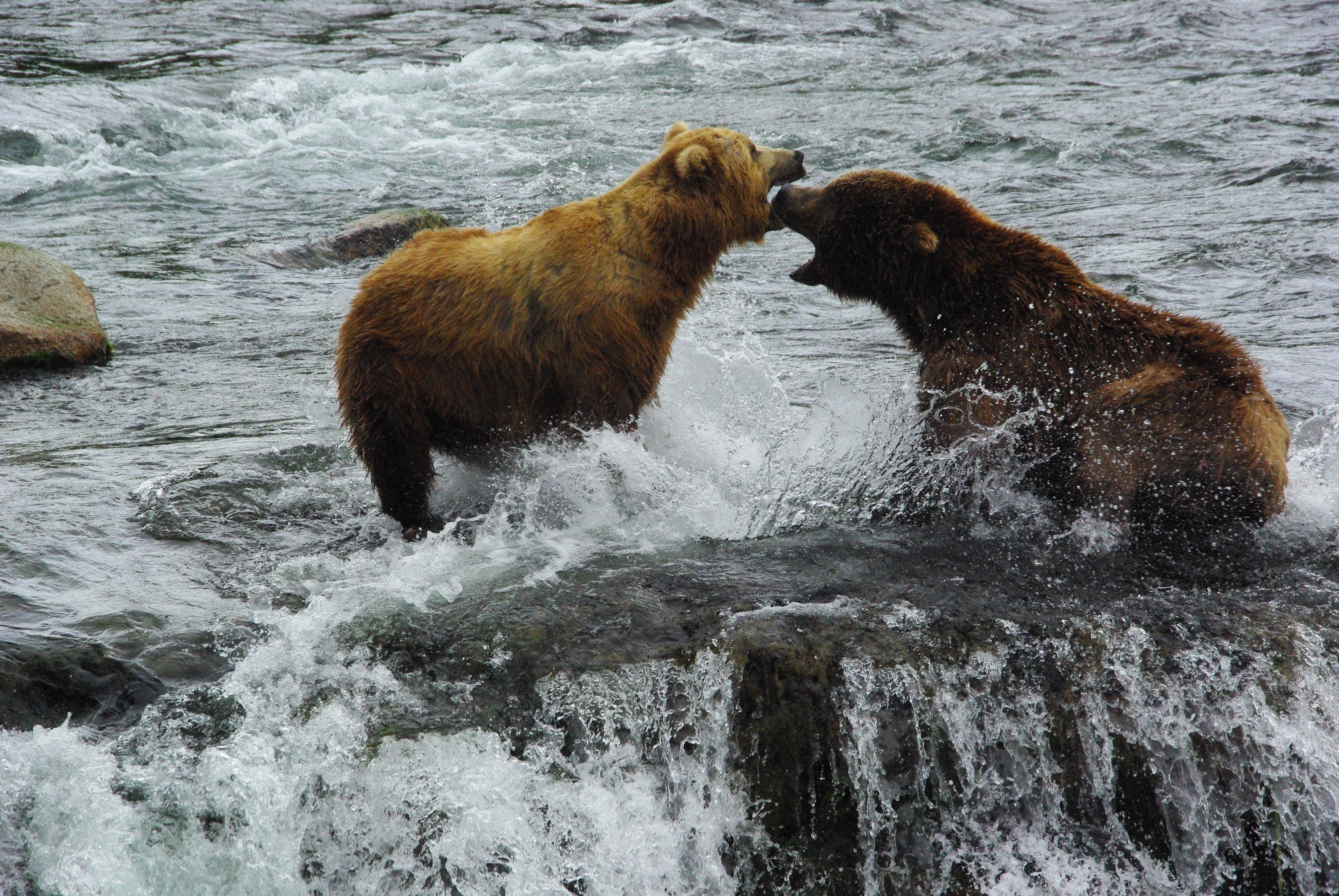 Combat de grizzlys en Alaska