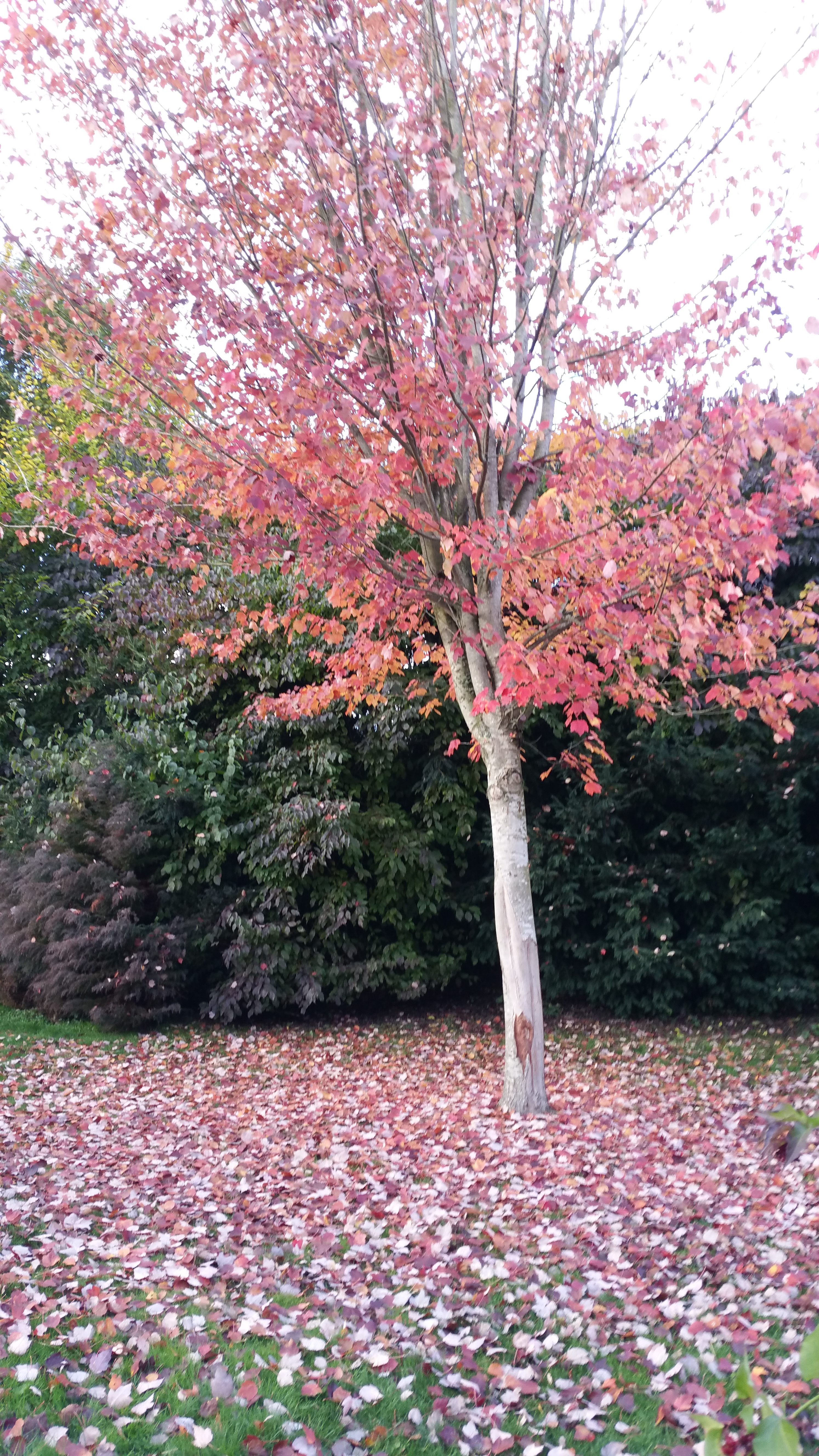 Feuille d’automne