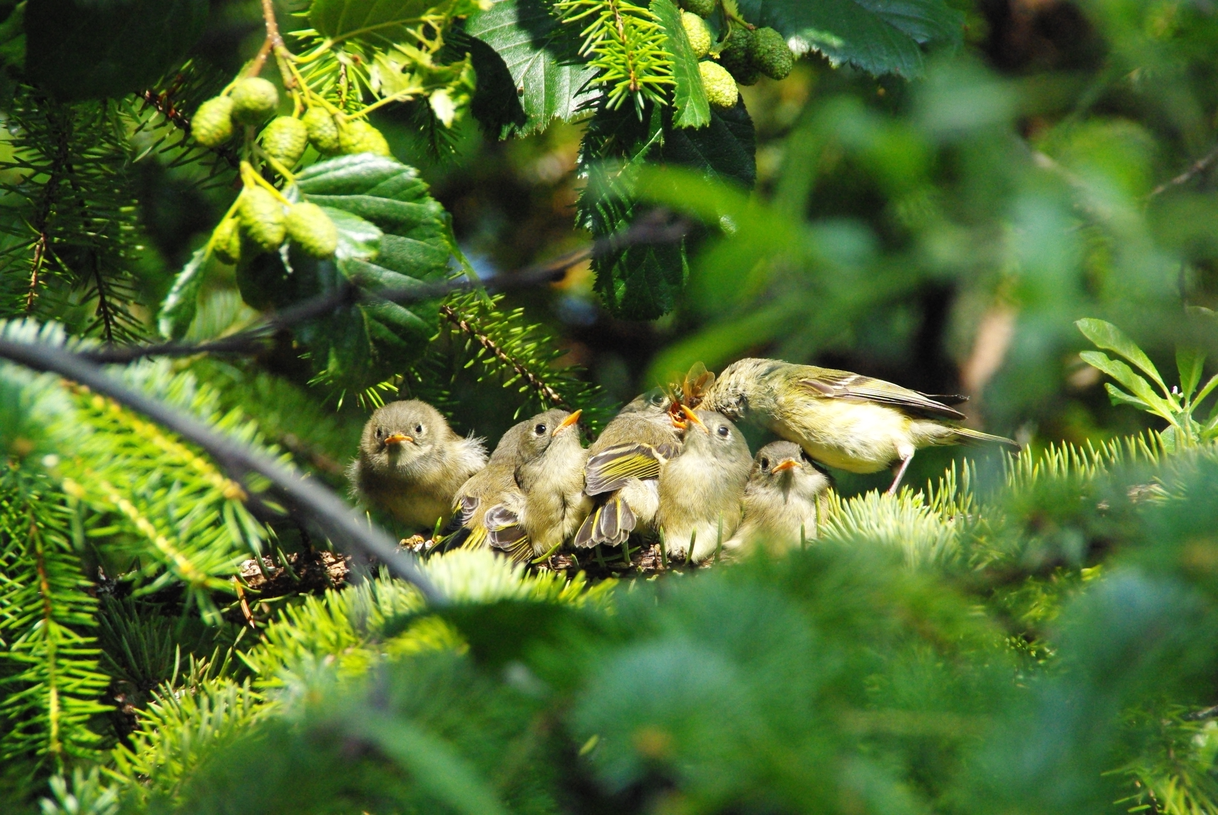 Déjeuner en famille