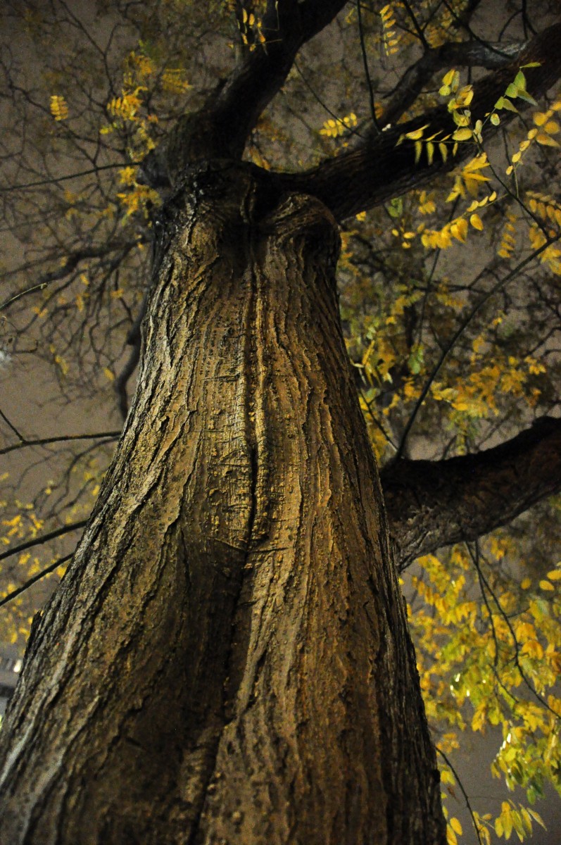 L’arbre femme