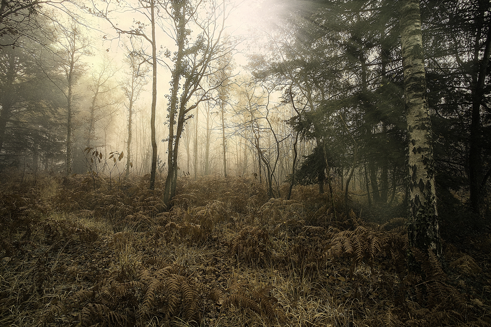 Dans la Forêt Lointaine