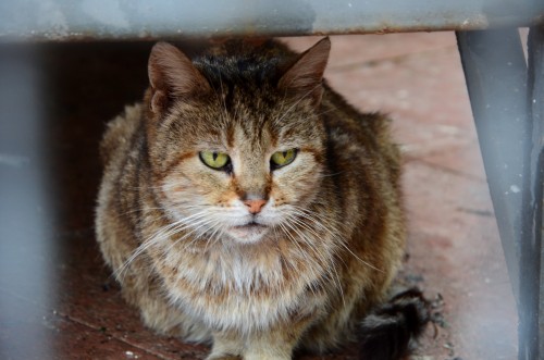 Cat in Kotor