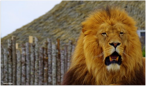 Le Lion du zoo de Beauval (Thibaut LE MOUEL)