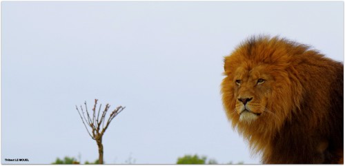 Le Lion du zoo de Beauval (Thibaut LE MOUEL)