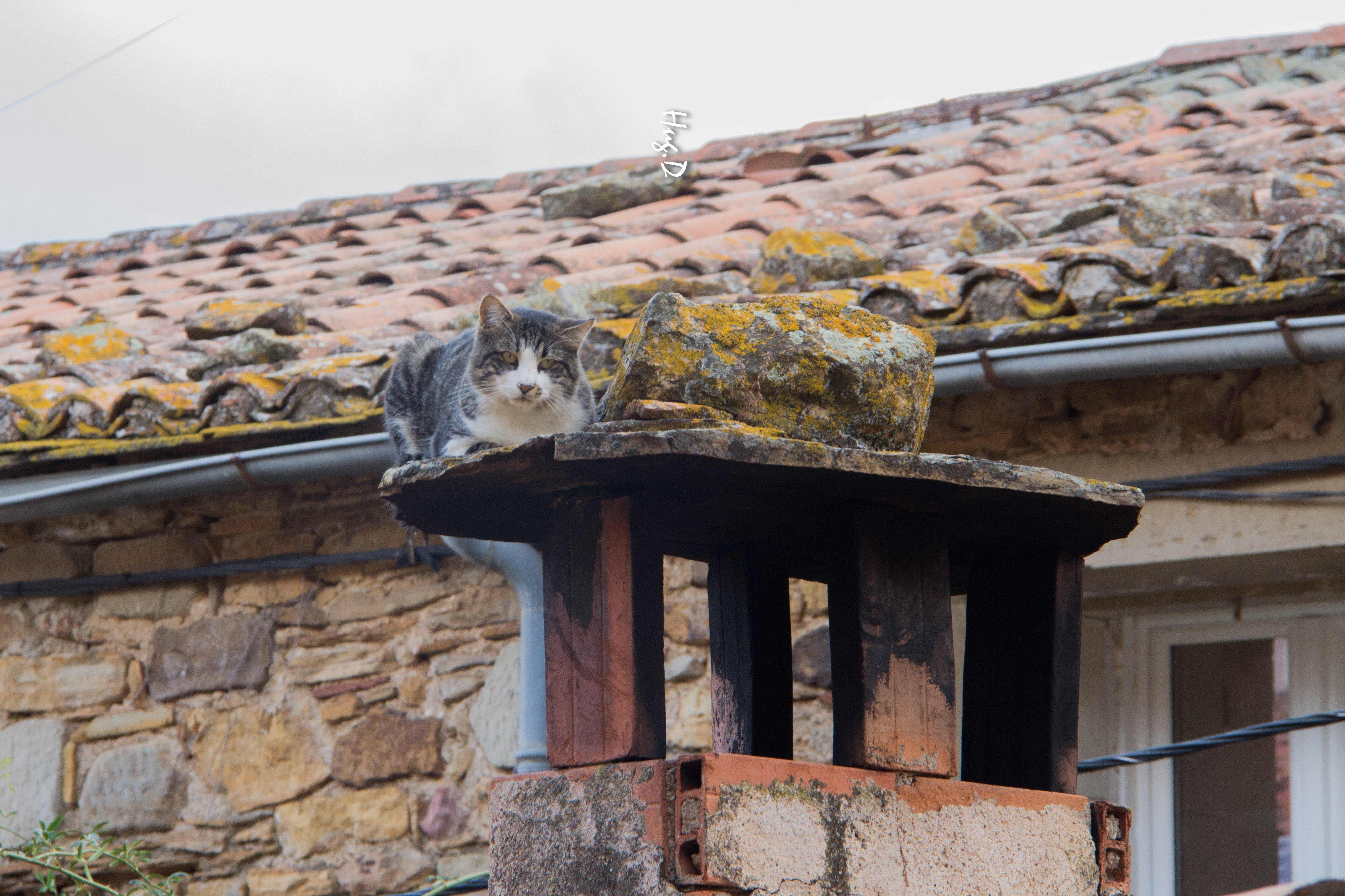 Chat perché !!