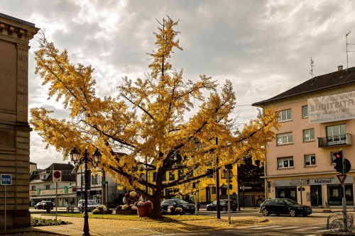 Golden tree