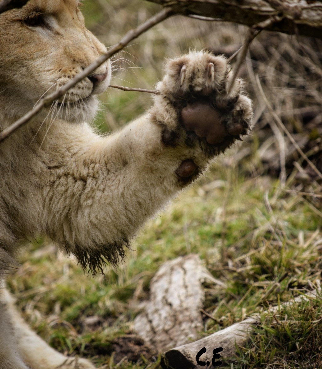 Le lionceau et sa patte