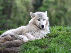 White Wolf