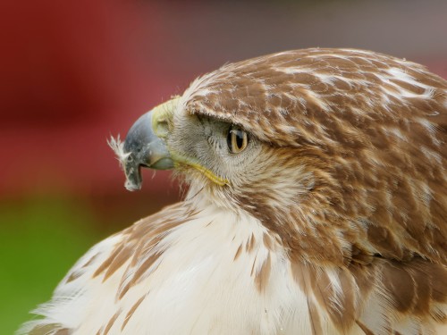 Le regard de la Buse à Queue Rousse