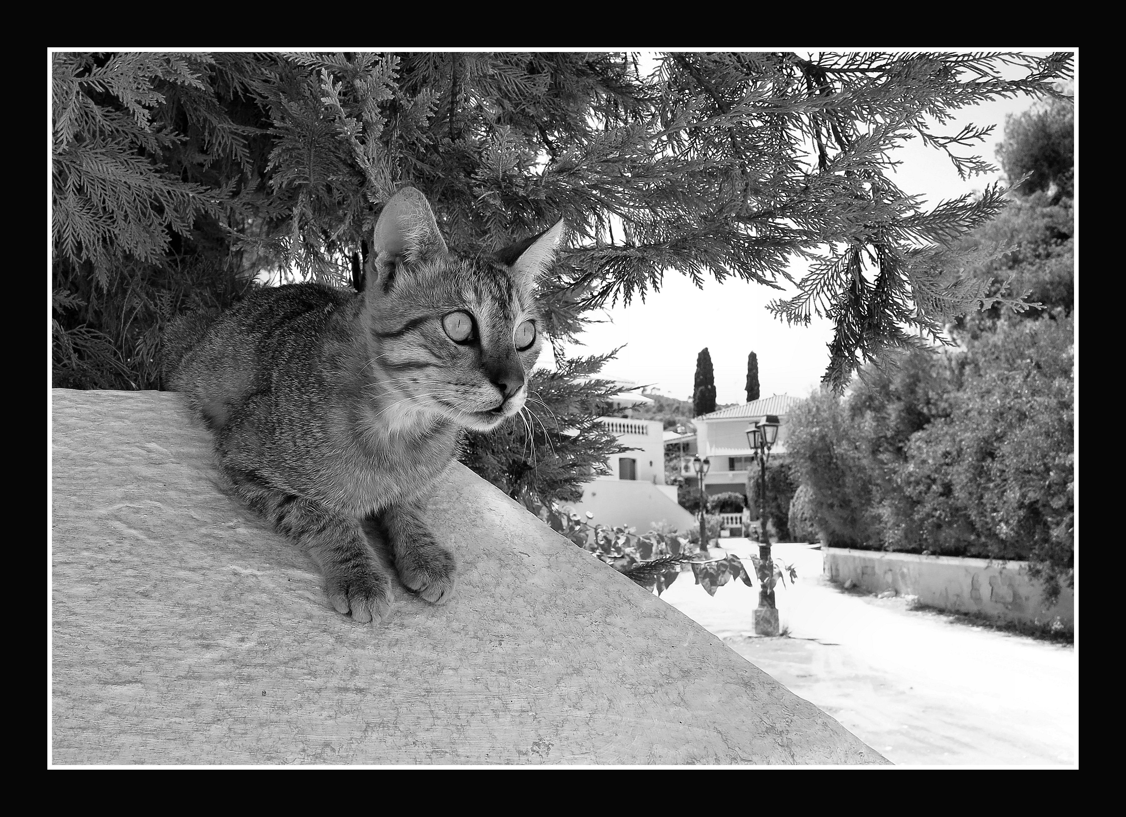 chat en coin de la rue