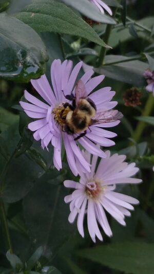 La fleur et la bourdon